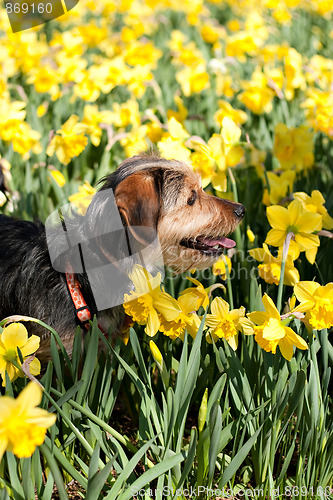 Image of Dog In the Flowers