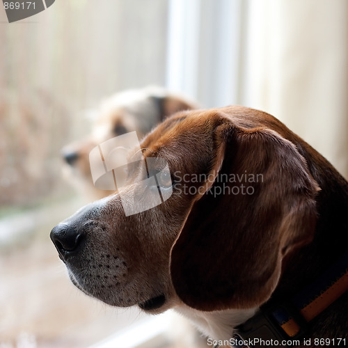 Image of Dogs with Separation Anxiety