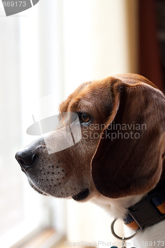Image of Alert Beagle Dog