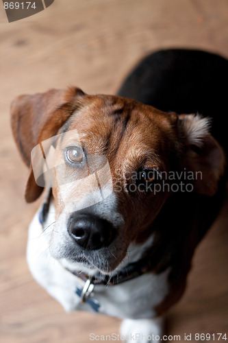 Image of Cute Beagle Dog