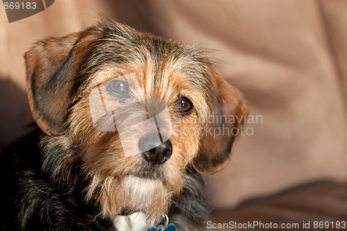 Image of Yorkie Mix Dog