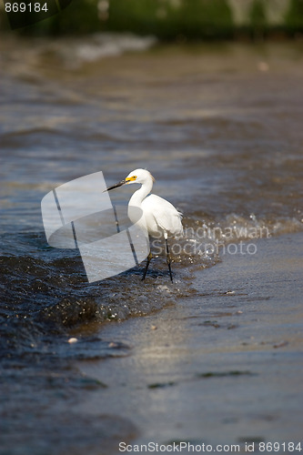 Image of Snowy Egret