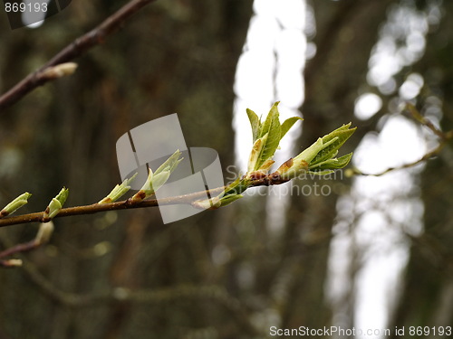 Image of branch with sprouts