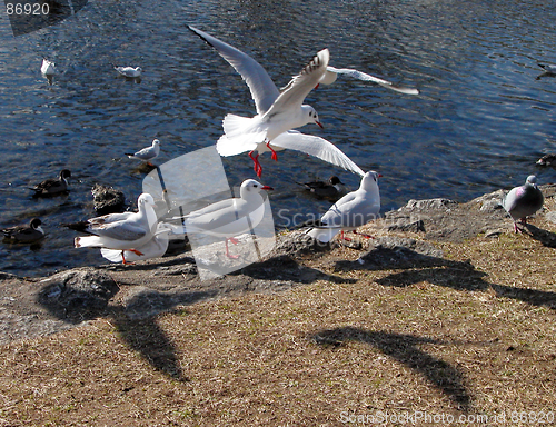 Image of Birds And Shadows