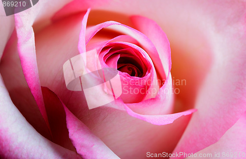 Image of Rose blossom