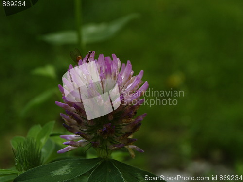 Image of purple flower