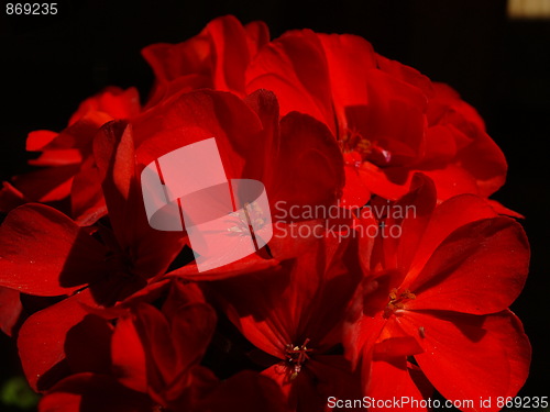 Image of red petals