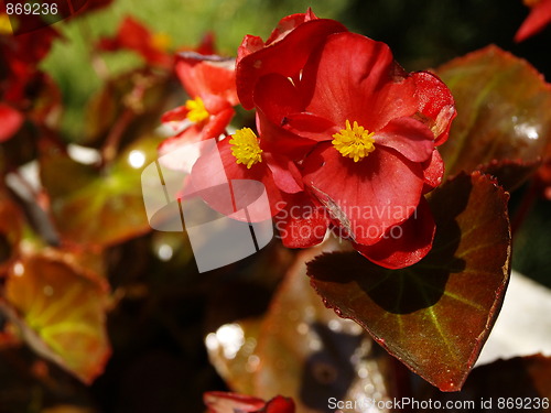 Image of red flower