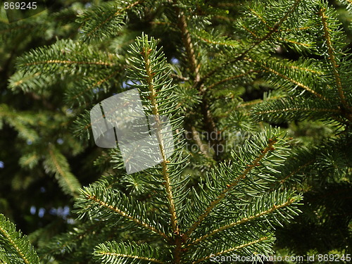 Image of pine tree leaves