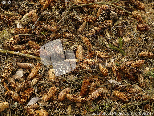 Image of dry pines