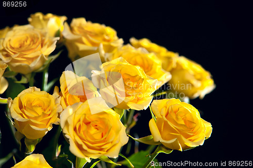 Image of Yellow blossom