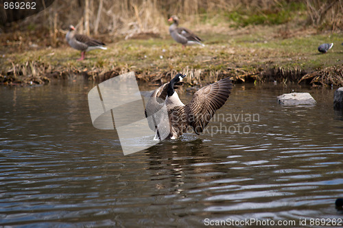 Image of Stretch the wings