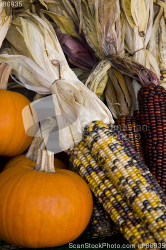 Image of Autumn Harvest