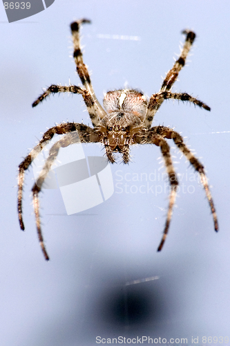 Image of Spider on blue background