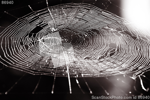 Image of Spiders Web. B&W