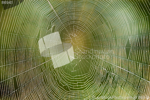 Image of Spiders Web.