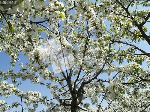 Image of  Cherry blossom