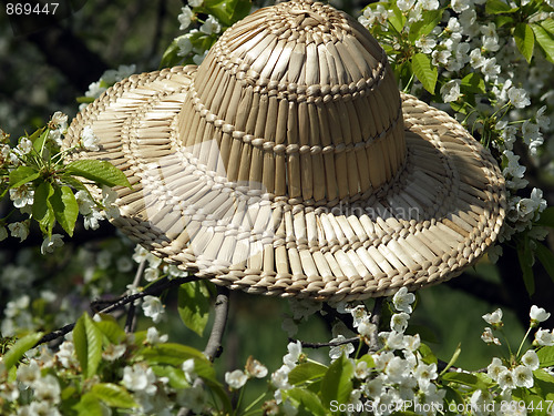 Image of Straw hat on cherry blossom tree