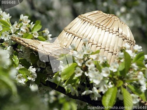 Image of Straw hat on cherry blossom tree