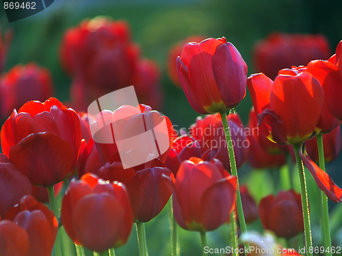 Image of Red tulips in garden