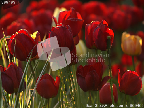 Image of Red tulips in garden