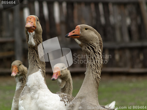 Image of Brown goose group