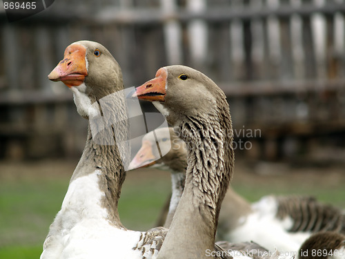 Image of Brown goose group