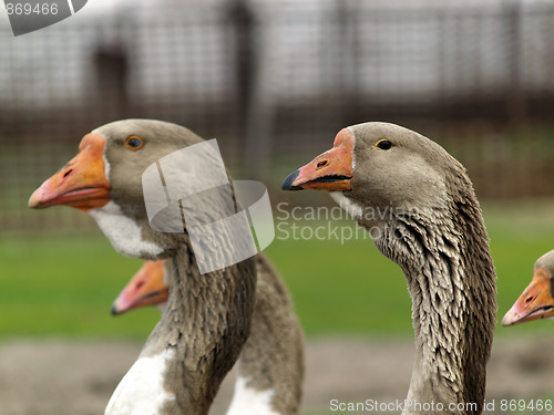 Image of Brown goose group