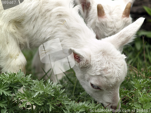 Image of Small goat cubs eating grass