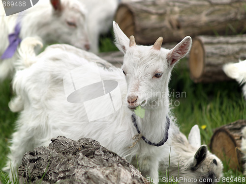 Image of Small goat cubs eating grass