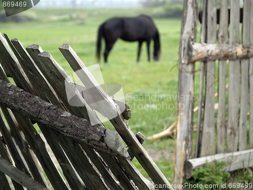 Image of Horse pasturing