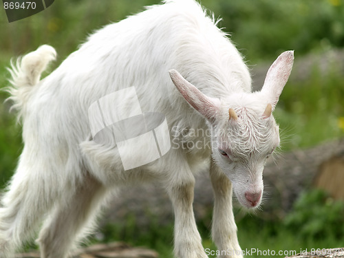 Image of Small goat cub eating grass