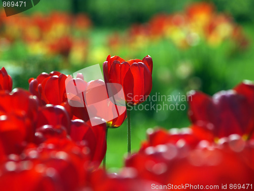 Image of Red tulips in garden