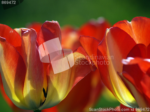 Image of Red tulips in garden