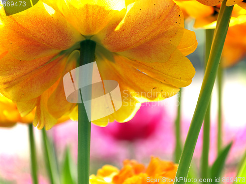 Image of Flowers in garden macro