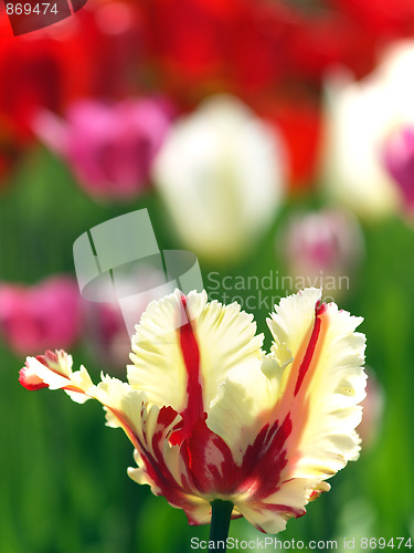 Image of Tulip in garden
