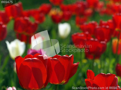 Image of Red tulips in garden