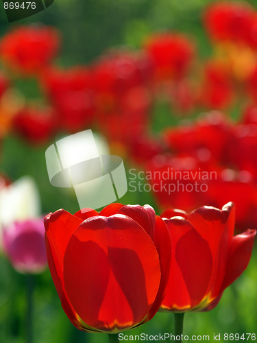 Image of Red tulips in garden