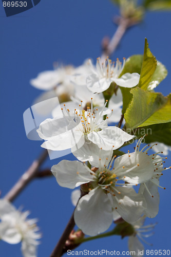 Image of White Cherry Flowers