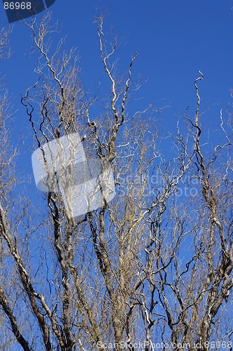 Image of Close up on a Tree