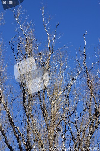 Image of Close up on a Tree