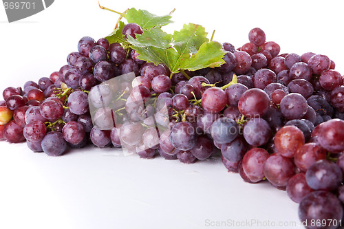 Image of branch of grapes