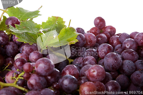 Image of branch of grapes