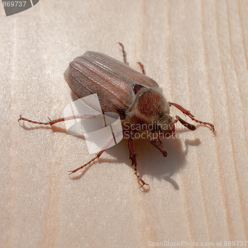 Image of Cockchafer on the Wood