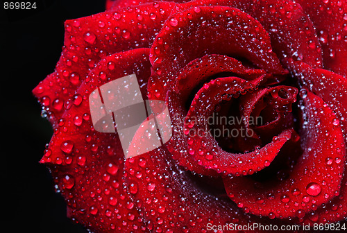 Image of Rose dew drops