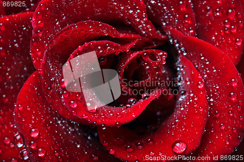 Image of Rose dew drops