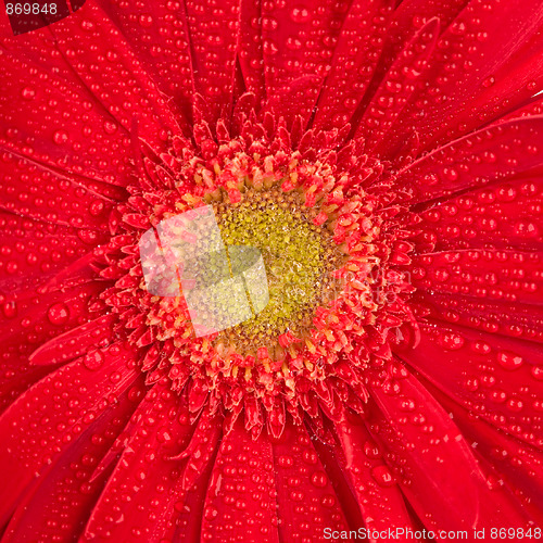 Image of red gerbera 