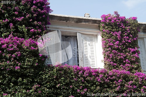 Image of Window with Flowers