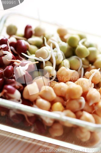 Image of vegetable sprouts