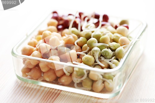 Image of vegetable sprouts